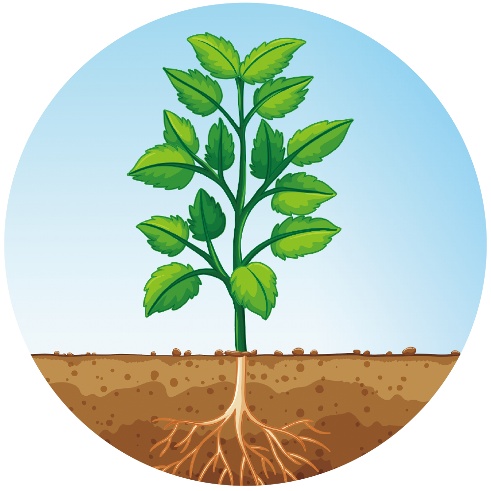 MAGIC SOIL（マジックソイル）